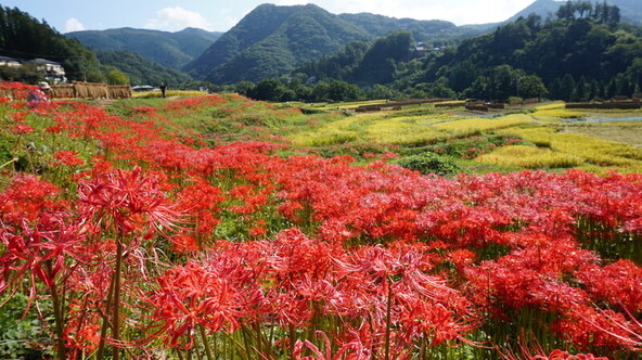 広大な棚田の景色に真っ赤な彼岸花が200万株も咲き誇ります！
