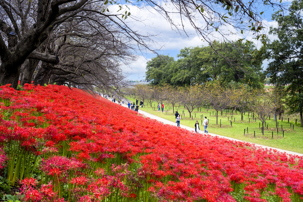 斜面が真っ赤に染まる「権現堂公園」（画像提供：genki / PIXTA）