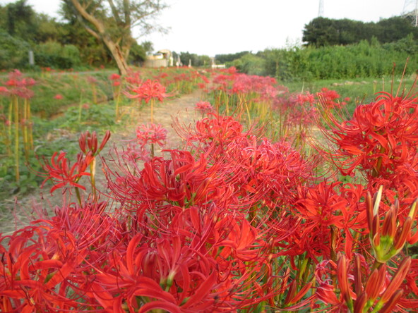 約3kmの川沿いに咲く彼岸花が見られるスポット