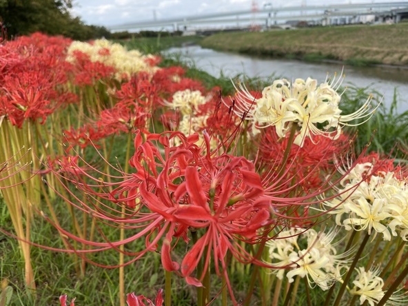  楽しいイベントが催される「第18回小出川彼岸花まつり」