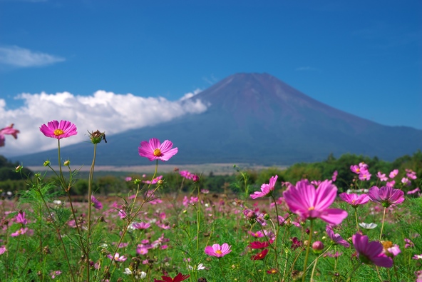 秋の家族旅行にぴったりの花名所（画像提供：Tsubasa005 / PIXTA）