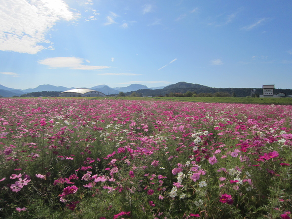 コスモスに囲まれた写真が撮れる絶好のフォトスポット♪