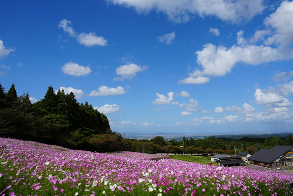 お天気が良い日には、コスモスのほか、散居村や日本海まで見渡せることもあります（画像提供：ゆずみかん / PIXTA）