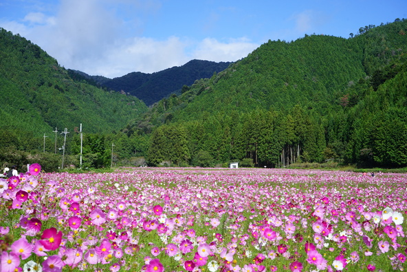 色とっりどりの絨毯のように咲きそろったコスモス
