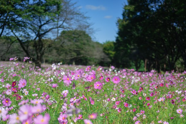 「原っぱ西花畑」には、例年9月中旬～10月上旬に約20万本の「センセーション」が登場！