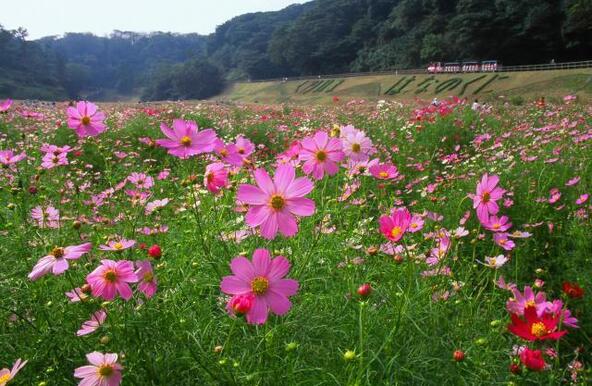 第一駐車場側の大規模花畑「コスモス園」