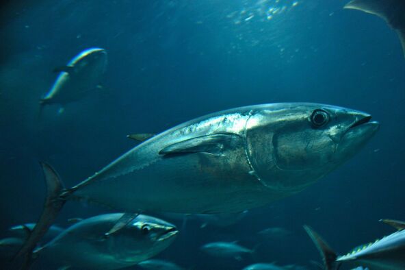 大水槽で群泳するクロマグロの群れ