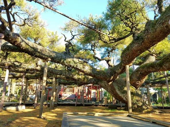 樹齢600年の黒松