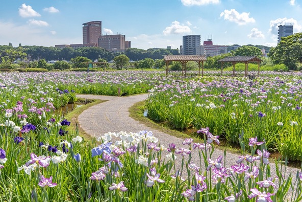 小岩菖蒲園（画像提供：genki / PIXTA）