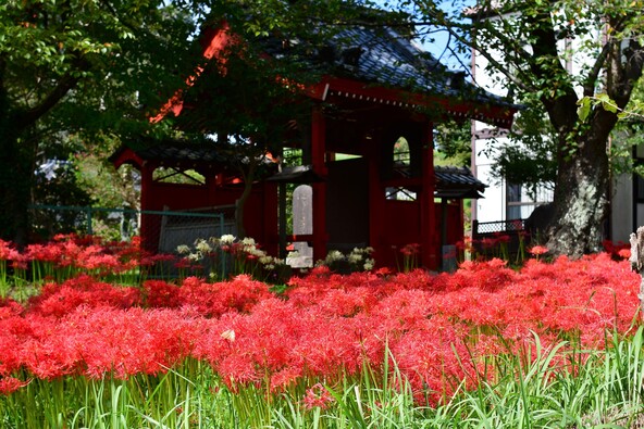 独特の風情を楽しめる柏市の彼岸花名所（画像提供：ぬりかべ / PIXTA）