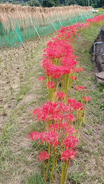 2025年9月25日の様子