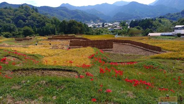 2025年9月25日の様子