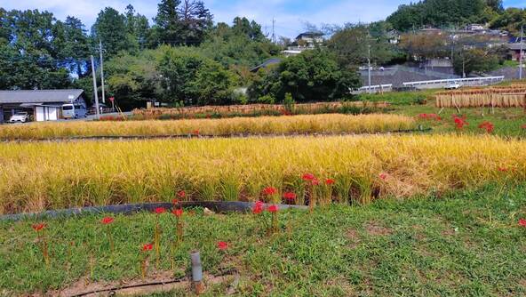 2025年9月25日の様子