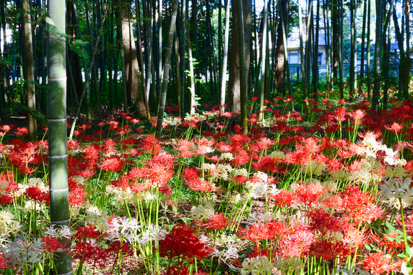 竹林と彼岸花のコントラストが楽しめる「祖光院」（画像提供：マノリ / PIXTA）