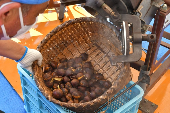 茨城県は、栽培面積、生産量ともに全国1位を誇る栗の名産地