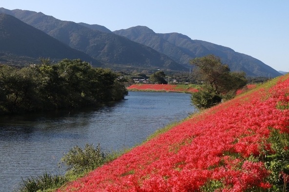 堤防を染めあげる彼岸花