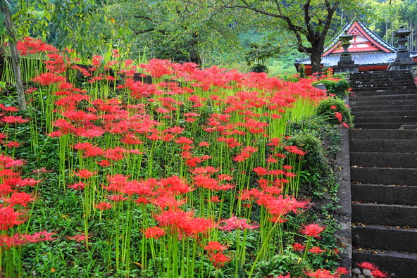 彼岸花と富士山のコラボも楽しめる名所（画像提供：i-flower / PIXTA）