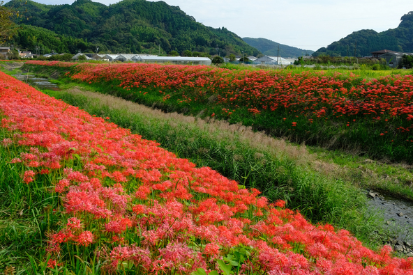 全長約2kmにわたって彼岸花が咲き誇ります（画像提供：Yukini / PIXTA）