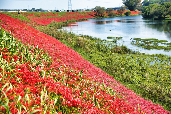 堤防沿いの約3kmにわたって彼岸花が咲き誇ります（画像提供：terkey / PIXTA）