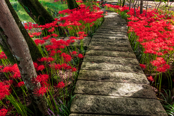 幻想的な雰囲気のなかで彼岸花を楽しめます（画像提供：daysgoby_JPN / PIXTA）
