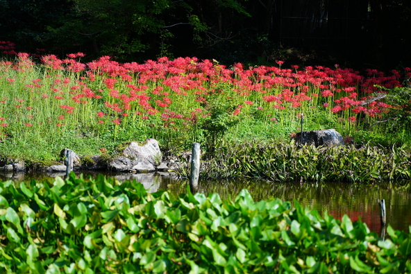 落ち着いた雰囲気の境内に咲き誇る彼岸花（画像提供：大智寺 / PIXTA）