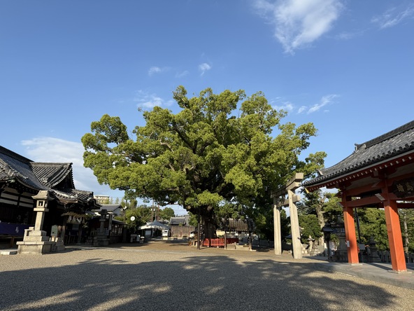 大楠は、本殿向かって右側にそびえ立ちます