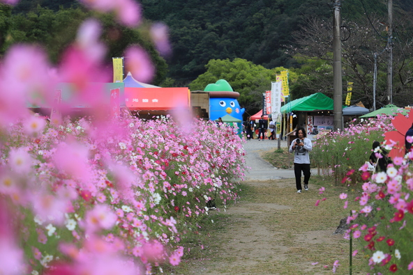 美しいコスモスとともにグルメやステージイベントも楽しんでくださいね♪