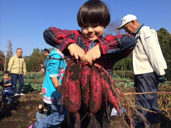 「空と大地の丘　森本農園」では例年10月からサツマイモ掘りがスタート