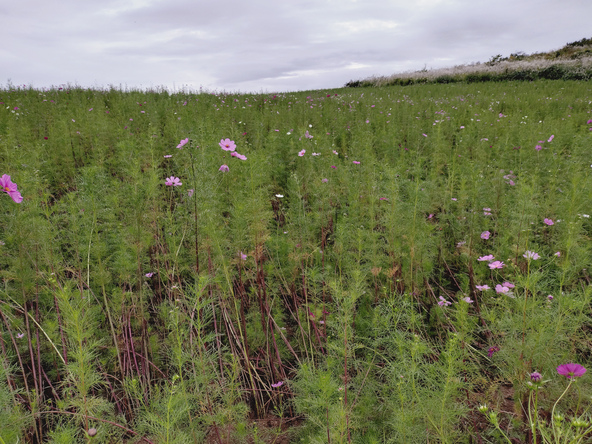 2025年10月4日の様子