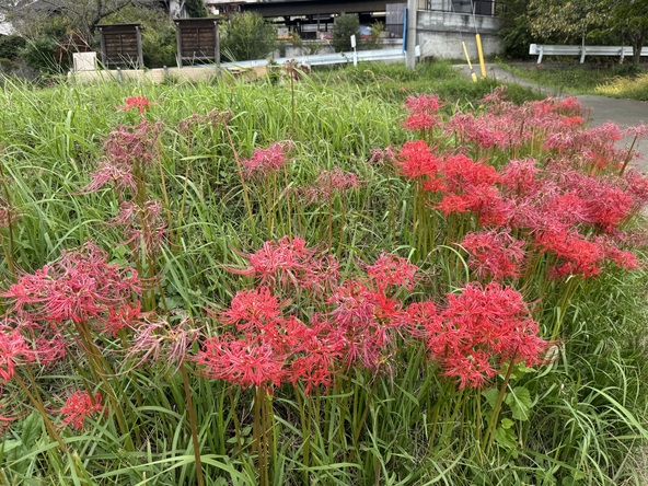 2025年10月5日の様子