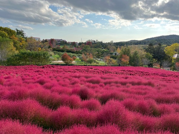 約32,000株のコキアが植えられた「コキアの丘」がある名所！