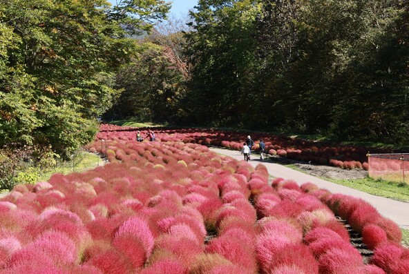 約8,000平方メートルの広大な斜面に約1万株のコキアを植栽！