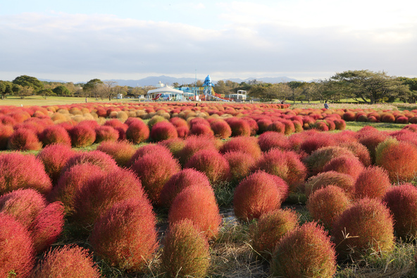 お花がいっぱいの海沿いにある国営公園