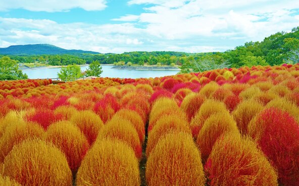 約4,000本のコキアが植えられている名所（画像提供：masa / PIXTA）