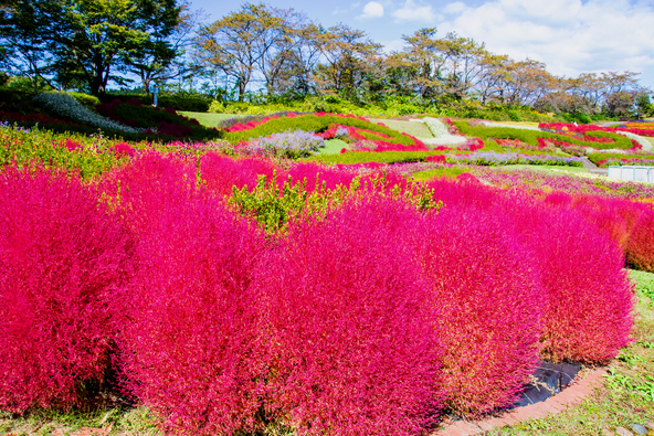 「国営みちのく杜の湖畔公園」に咲くコキア（画像提供：メソポタミア / PIXTA）