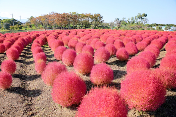 「和泉リサイクル環境公園」に咲くコキア（画像提供：サム / PIXTA）