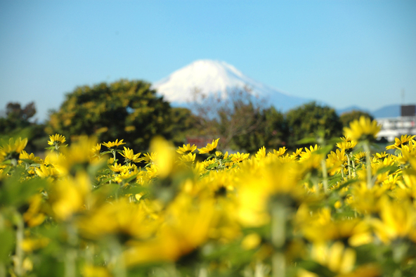 「川とのふれあい公園」では天気がいいと向日葵の向こうに富士山が見えます（画像提供：寒川町観光協会）