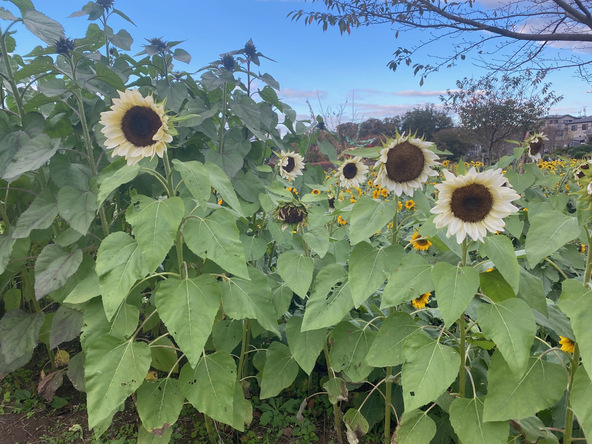 例年、白やチョコレート色の希少な品種も植えられています（画像提供：座間市）※過去の様子