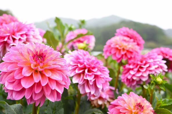 『にほんの里100選』にも選ばれた、自然が残る地域に咲くダリア