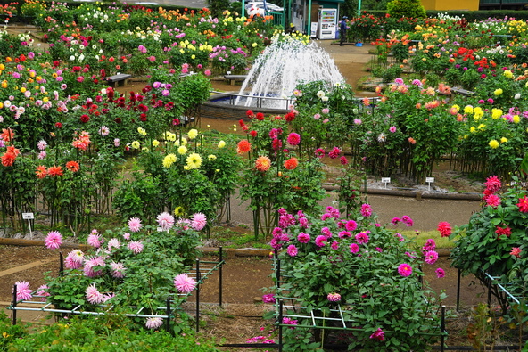 広々として気持ちのいいダリア園です（画像提供：i-flower / PIXTA）