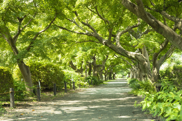 都会にいることを忘れてしまいそうな「小石川植物園」の園内（画像提供：Sakosshu Taro / PIXTA）