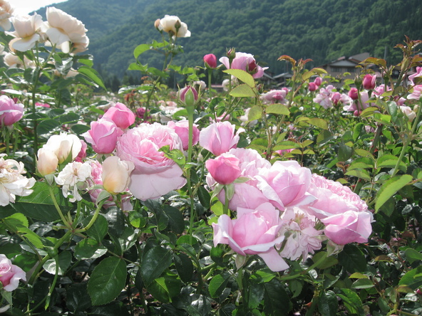 香り豊かな花々が園内を彩ります