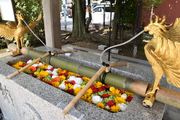 手水舎いっぱいに浮かぶ花々にうっとり♪