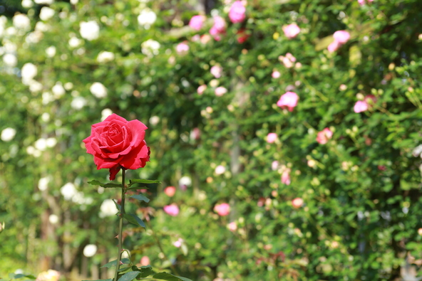 「佐倉草ぶえの丘バラ園」に咲いていた赤いバラ（画像提供：佐倉市）