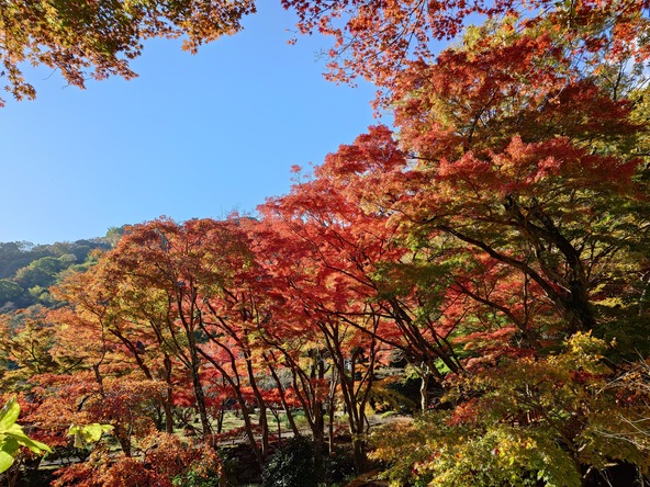 赤や黄色に染まる木々が訪れる人を迎えます