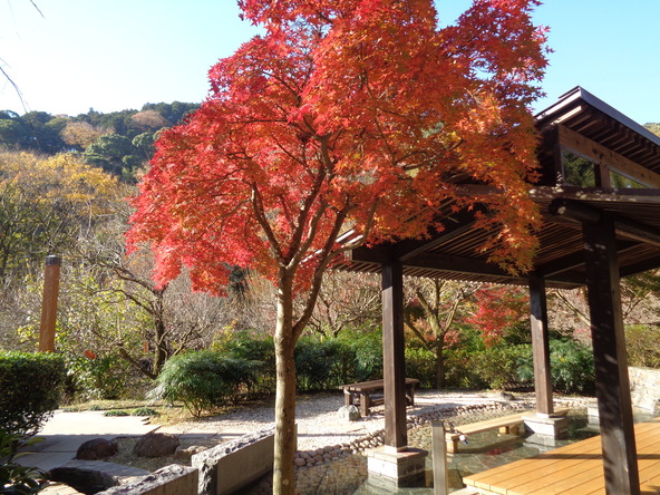 紅葉を眺めながらの足湯はママパパも癒されること間違いなし！