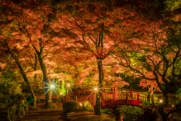 夜のライトアップは昼とは違う表情を見せます