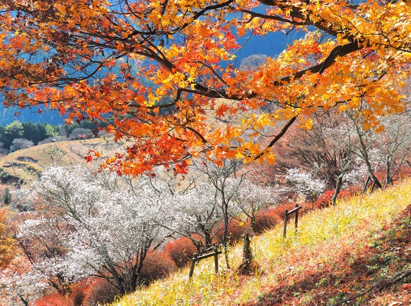 彩り豊かな「桜山公園」の秋