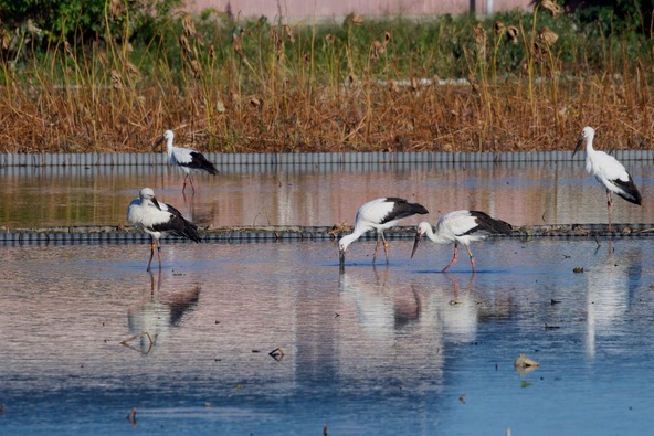レンコンの畑にはコウノトリのエサが豊富