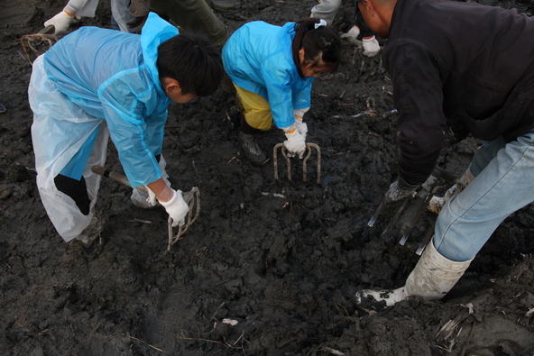 水を抜いた状態のレンコン畑